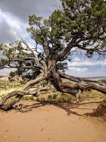  this tree doing all it can to survive on a mountainside in New Mexico OC