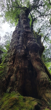  to  year old cedar named Yamoto Sugi in Yakusugi Land Park Yakushima Kyushu Japan 