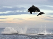  tonne Orca Jump 