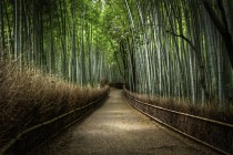  via 500px  Photo The Bamboo Forest by Kyle
