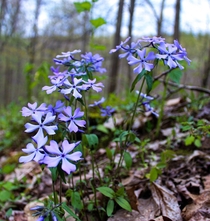  Wild Blue Phlox - Phlox Divaricata still one of my favorites even though it is quite literally everywhere you look this time of year
