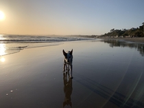  x Aptos CA Sunsets puppies and of course WATER
