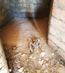  year old abandoned church Birds used to fall down into these nooks and get trapped
