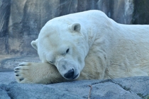  year-old male polar bear Ursus maritimus Lyutyik or Louie at Alaska Zoo Anchorage  x-post rpolarbears