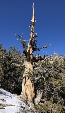  year old tree Bristlecone Pine Forest White Mountains CA November  