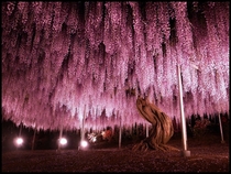  year old Wisteria tree in Ashikaga Flower Park in Japan