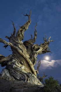  yo Ancient Bristlecone Pine in Inyo CA xOC by garretgetsaround