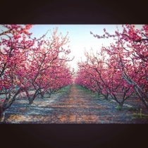  yr old Last Chance Peach trees in bloom in the high desert of Southern California