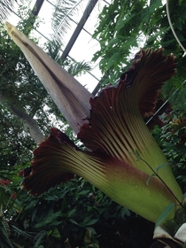 A  Amorphophallus Titanum Titan Arum Only blooms for one day a year and smells like rotting meat 