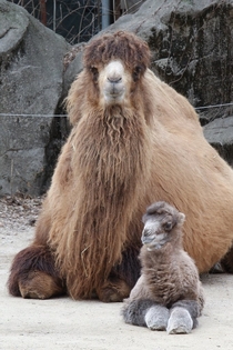 A baby Bactrian Camel Camelus bactrianus with its mother