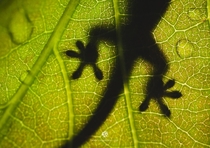 A baby lizard silhouetted on a leaf after the rain