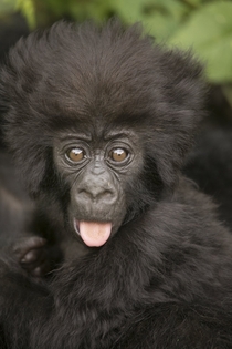 A baby mountain gorilla in Rwanda being a bit cheeky OS 
