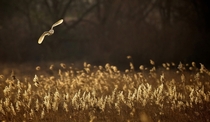 A Barn Owl hunting over Norfolk reeds at dusk 