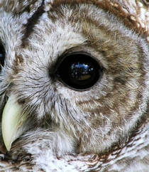 A barred owl 