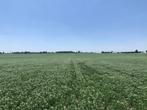 A beautiful field of peas coming into flower in Southwestern Ontario Canada