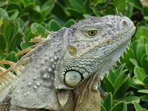 A beautiful iguana just chilling more in comments 