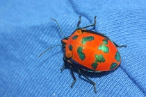 A beautiful jewel bug from Byron Bay New South Wales 