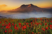 A Beautiful meadow of wildflowers at Mt St Helens - Johnson Ridge Observatory Washington Photo by Kevin McNeal 