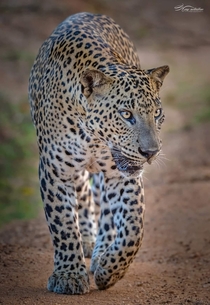 A beautiful picture of an African leopard in Serengeti national park Africa