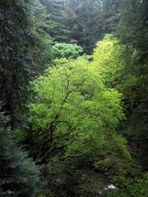 A beautiful tree - Muir Woods National Monument 