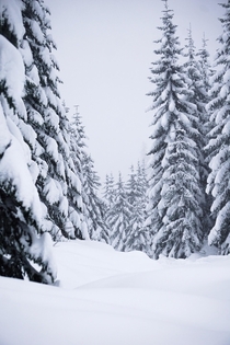 A beautiful winter scene from Snoqualmie Pass Washington