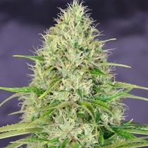 A beautifull specimen of Canabis sativa or more commonly known as Amnesia Haze