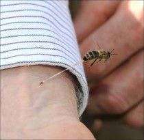 a bee sting in action   