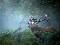 A bellowing Red Deer stag in the United Kingdom October  