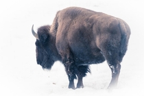 A bison outside of Denver last winter That was a freezing day which would be welcomed right now