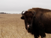 A bison picking his nose with his tongue 