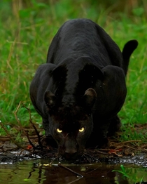 A black panther drinking water