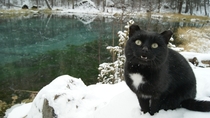 A black wild cat in snow near the geyser Lake in Altai Mountains