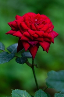 A blindingly red garden rose