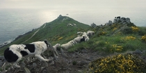 A Border Collie tending to its herd of Sheep 