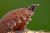 A bug thats actually cute Ladies and gentlemen the velvet worm 