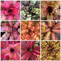 A bunch of bromeliads that Im waiting to have delivered The anticipation is killing me Lmao