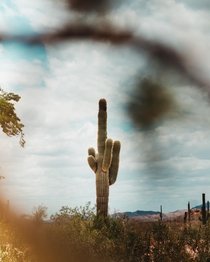 A cactus outside of Phoenix Arizona OC 