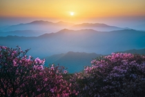 A calm sunrise framed by wild azaleas taken on Deokgyusan South Korea 