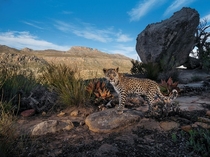 A camera trap set in South Africas Cederberg Wilderness records the steady gaze of a Cape leopard cub Though not classified as a separate subspecies of leopard these shy mountain cats are smaller than their savanna kin Steve Winter 