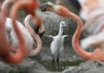 A Caribbean Flamingo chick Phoenicopterus ruber is framed by adults as it flaps its wings at the Stone Zoo in Stoneham Mass 