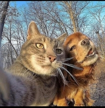 A cat taking a selfie with his female girlfriend dog Pc petslovings