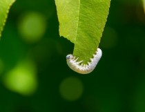 A Caterpillar Nomming On A Leaf 