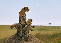 A cheetah Acinonyx jubatus and her three cute cubs 