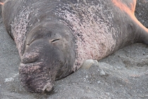 A clearly veteran Elephant Seal Mirounga that I may have gotten too close to 