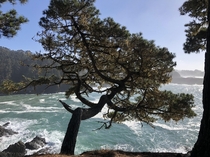 A cliff hanging tree Russian Gulch State Marine Conservation Area in California OC  x 