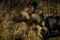 A close up of the stunning African wild dog in Kruger National Park 