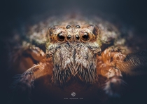 A closeup of a Lichen Huntsman spider