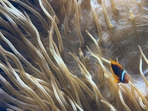 A clown fish in a anemone