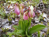 A cluster of Pink Lady Slipper orchids I stumbled upon earlier today in the woods of Nova Scotia 