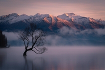 A cold sunrise with the famous Wanaka Tree New Zealand 